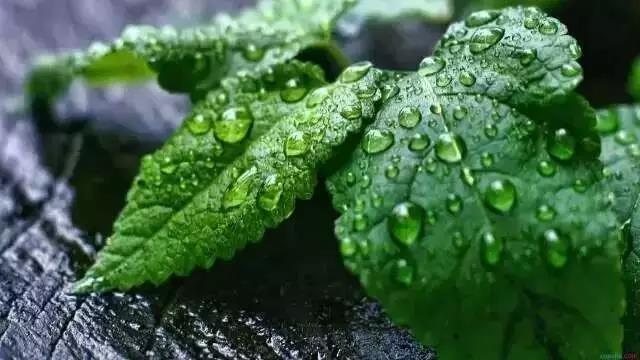 【綠色與健康】夏日養(yǎng)生：10個(gè)“最佳”，6個(gè)“最怕”