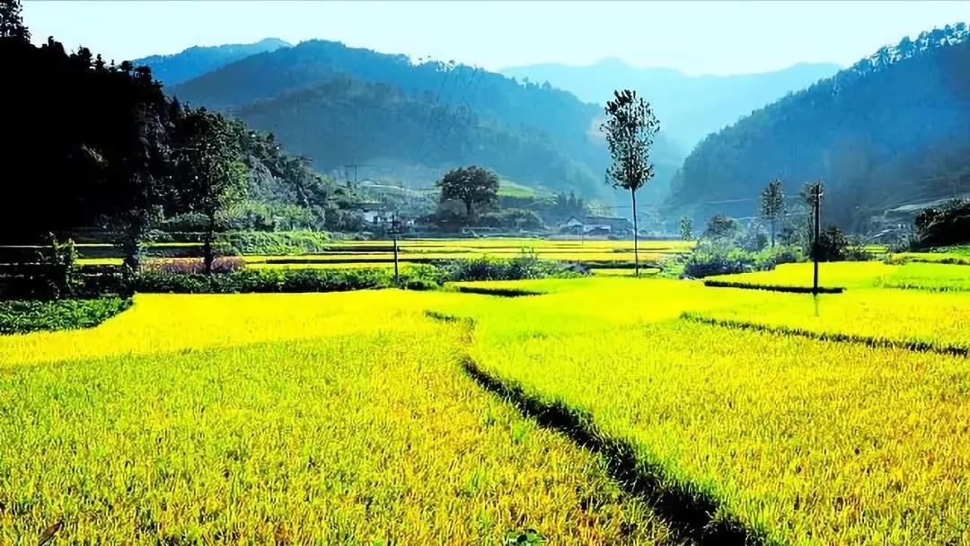 【農(nóng)業(yè)雜談】如何選擇農(nóng)業(yè)投資？投什么？