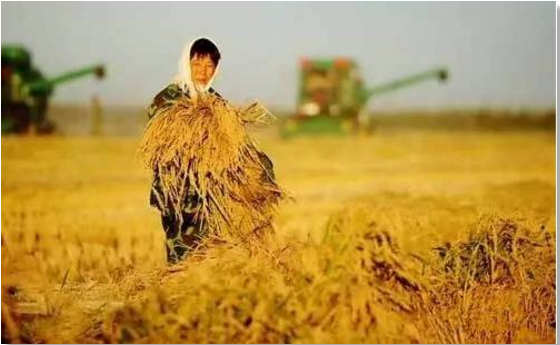 新中國(guó)成立70周年農(nóng)業(yè)生產(chǎn)發(fā)展成就一覽