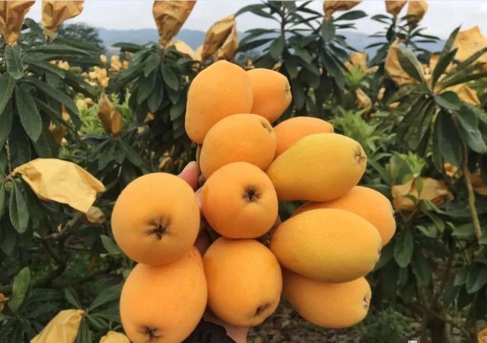 【扶貧地區(qū)熱線】三月春風起，踏春品果時，三立枇杷開摘了?。?！