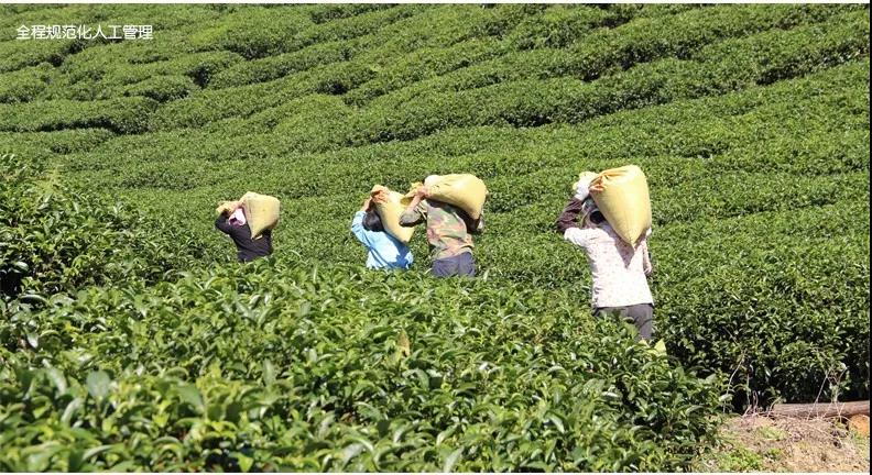 【每周優(yōu)品】原始生態(tài)，自然有機——昭平縣象棋山有機茶