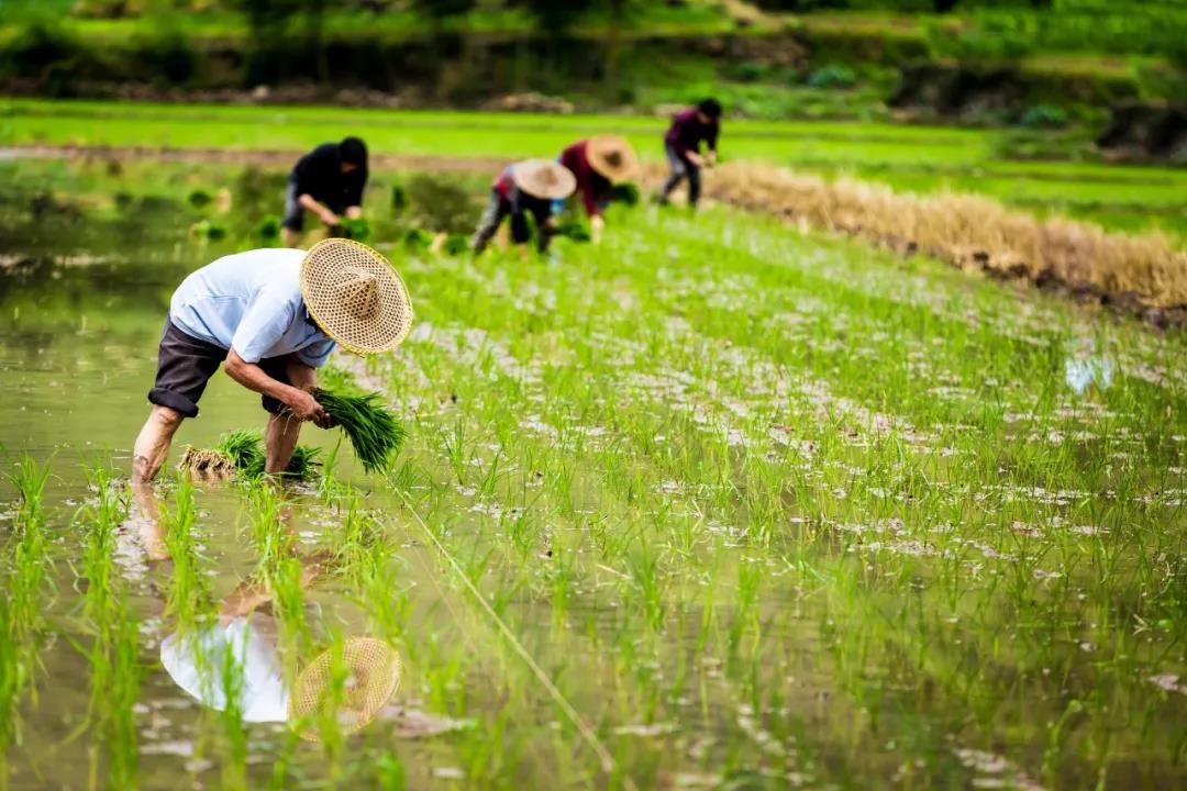 【農(nóng)業(yè)政策解讀】2021年農(nóng)業(yè)農(nóng)村部重點扶持這28個項目！