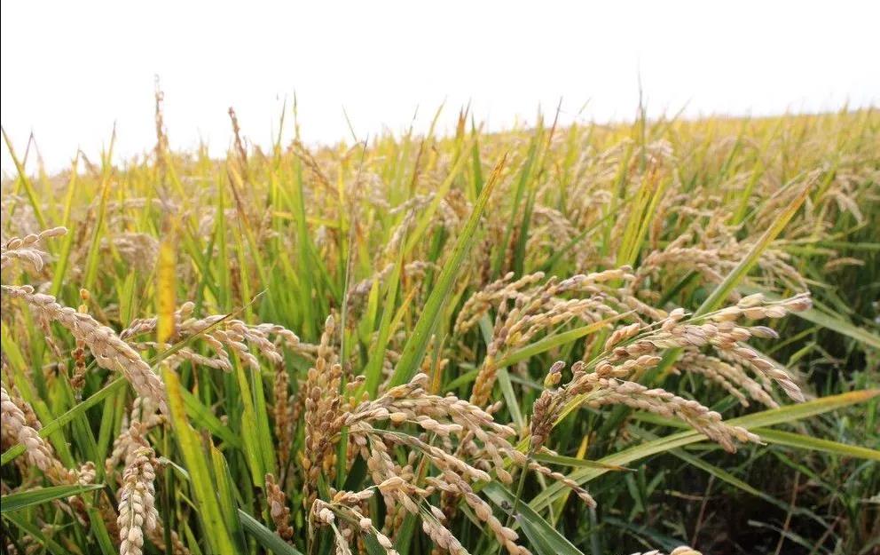 【展商風(fēng)采】“耕地中的大熊貓”，當(dāng)好維護(hù)國(guó)家糧食安全的“壓艙石”。