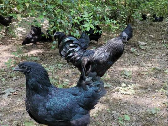 【展商風(fēng)采】云南黑鳳凰鹽津?yàn)豕请u亮相第七屆深圳綠博會(huì)