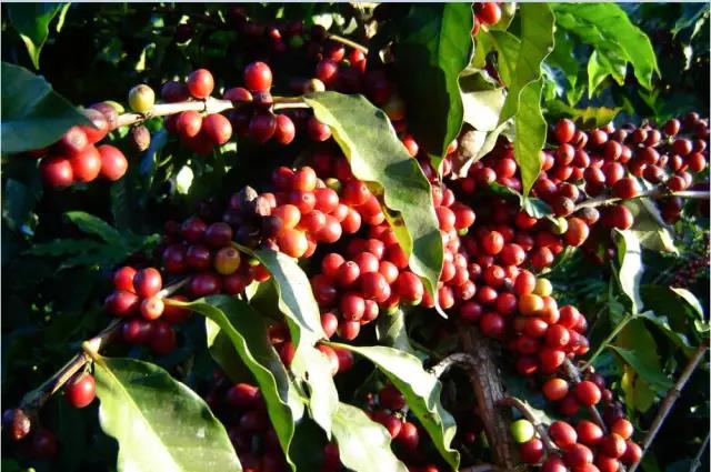 【展商風采回顧】后谷咖啡，伴你同行