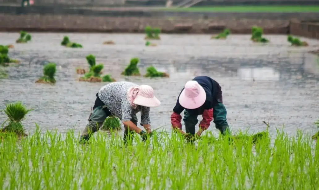 【農(nóng)業(yè)資訊】助力河源改革創(chuàng)新做好“三篇文章”，力促鄉(xiāng)村產(chǎn)業(yè)振興！