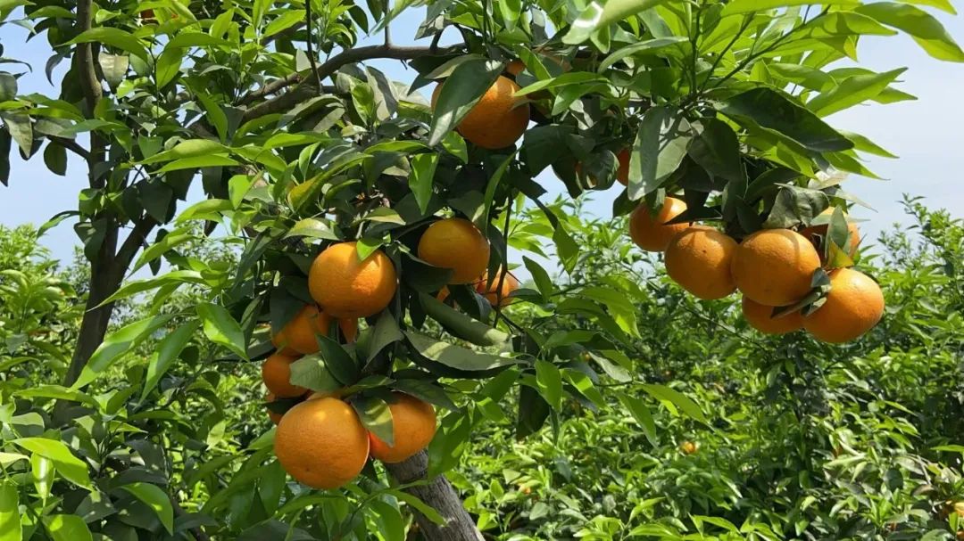 【展商風(fēng)采】井研柑橘：千丘藏一果，一果嘗千秋