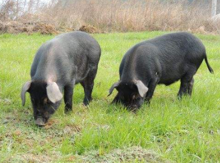 貴州丹寨黑豬獲“農(nóng)產(chǎn)品地理標(biāo)志” 開啟“東游之旅”