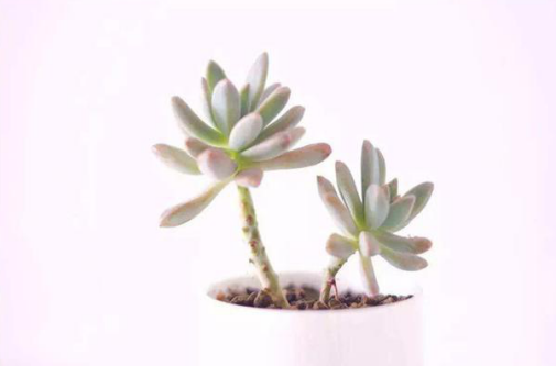 桌面植物護(hù)養(yǎng)的生活小技巧，讓綠色充盈你的生活，就是那么簡(jiǎn)單