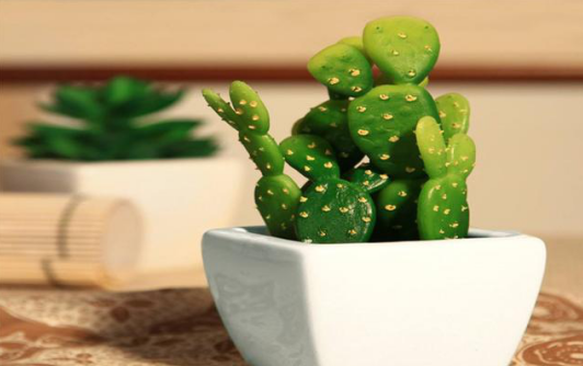 桌面植物護(hù)養(yǎng)的生活小技巧，讓綠色充盈你的生活，就是那么簡(jiǎn)單