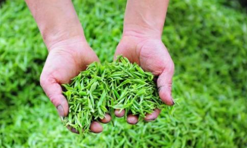 茶產(chǎn)業(yè)轉(zhuǎn)型：要產(chǎn)好茶還要“賣(mài)好茶”