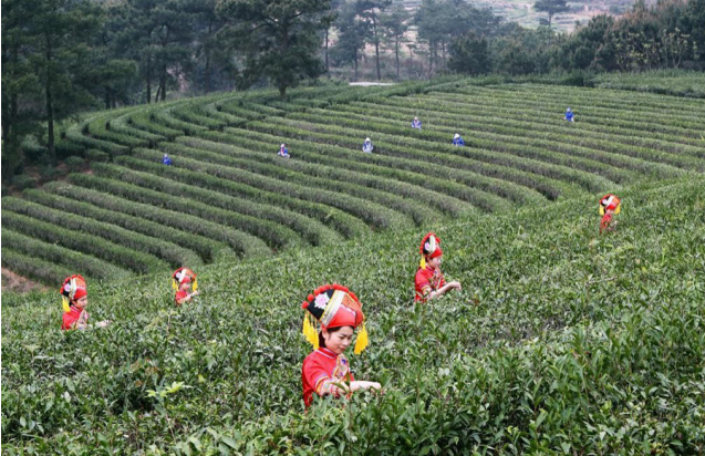 現(xiàn)代農業(yè)蓬勃發(fā)展 農業(yè)大縣邁向農業(yè)強縣